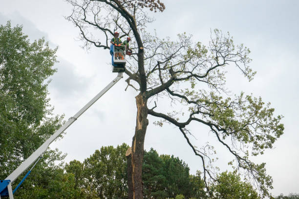 Best Tree Cabling and Bracing  in Freedom, PA